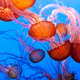 Image for article titled Which species stand to benefit the most from global warming?
